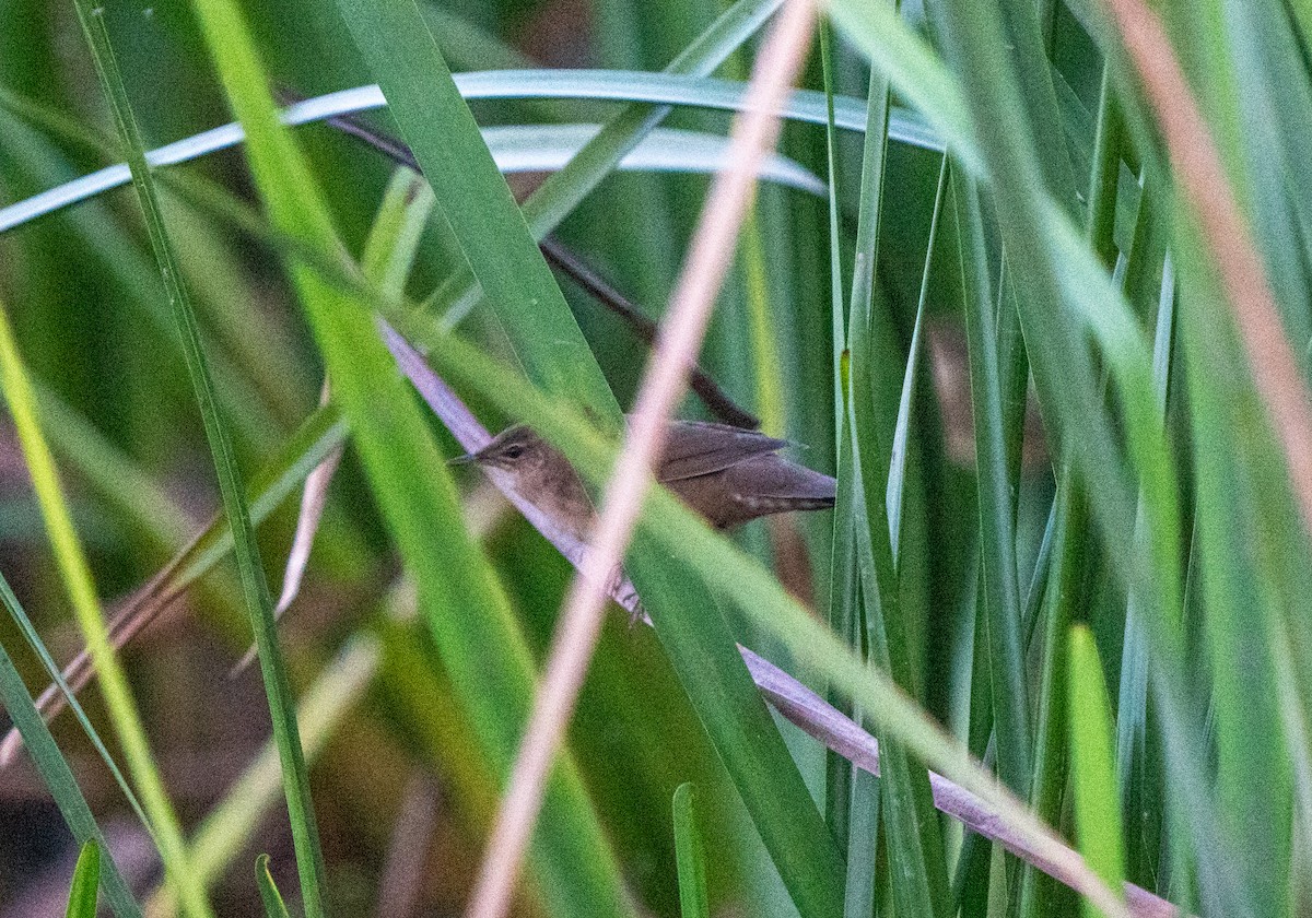 Savi's Warbler - ML641981380