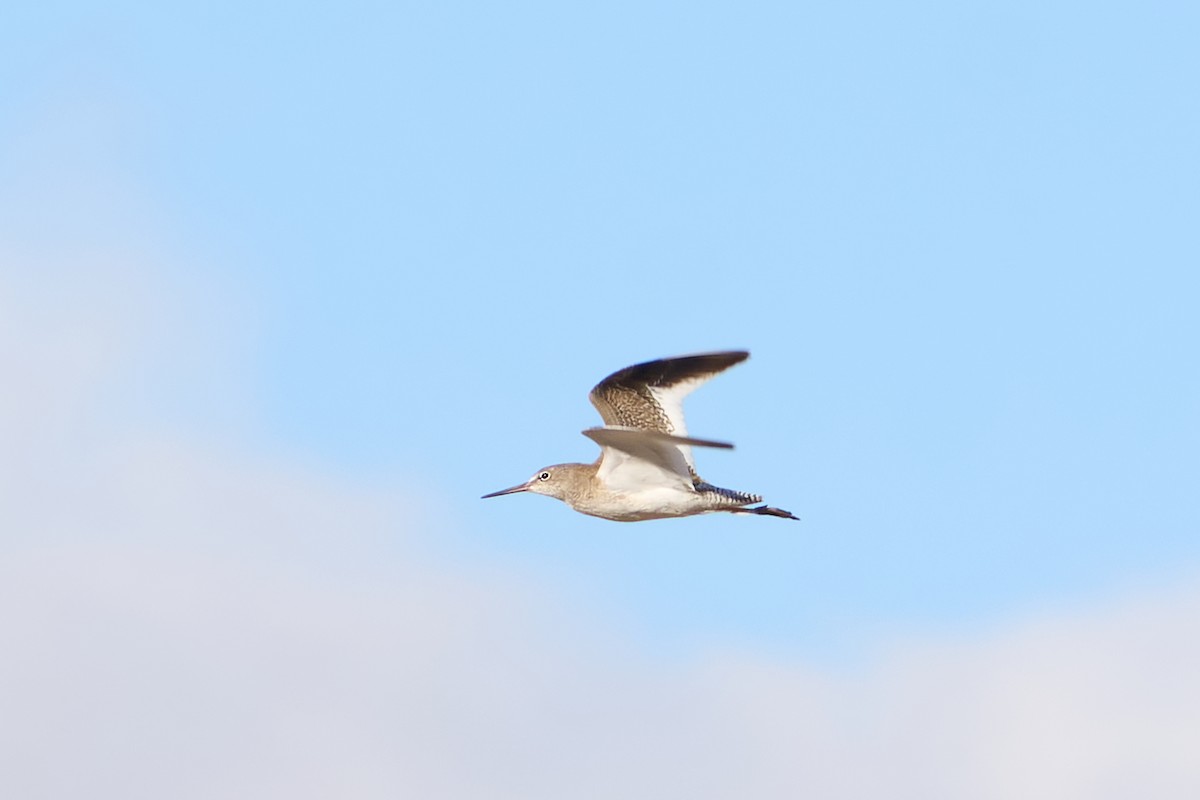 Common Redshank - ML641981382