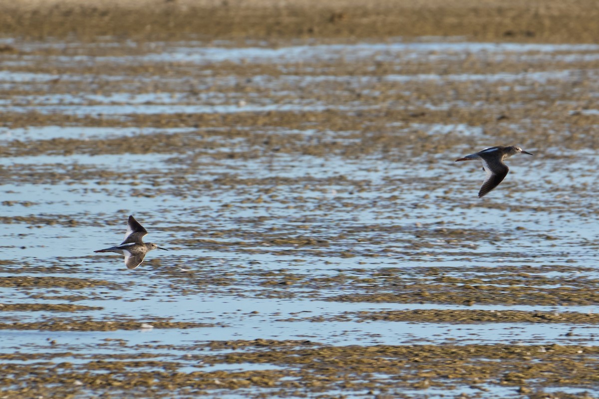 Common Redshank - ML641981383
