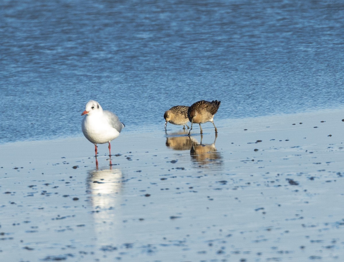 Ruff - ML641981384