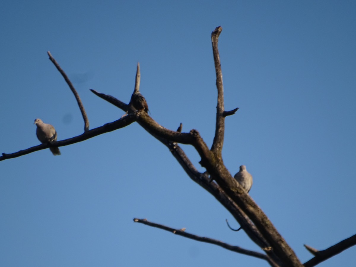 Eurasian Collared-Dove - ML641981385