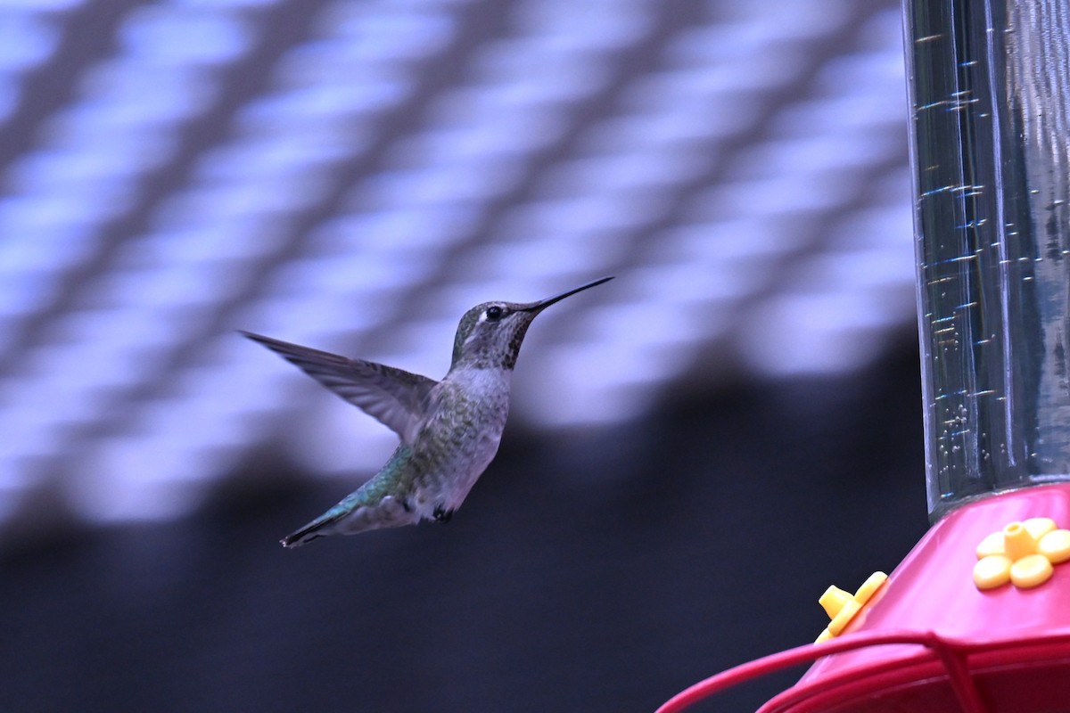 Anna's Hummingbird - ML641981388