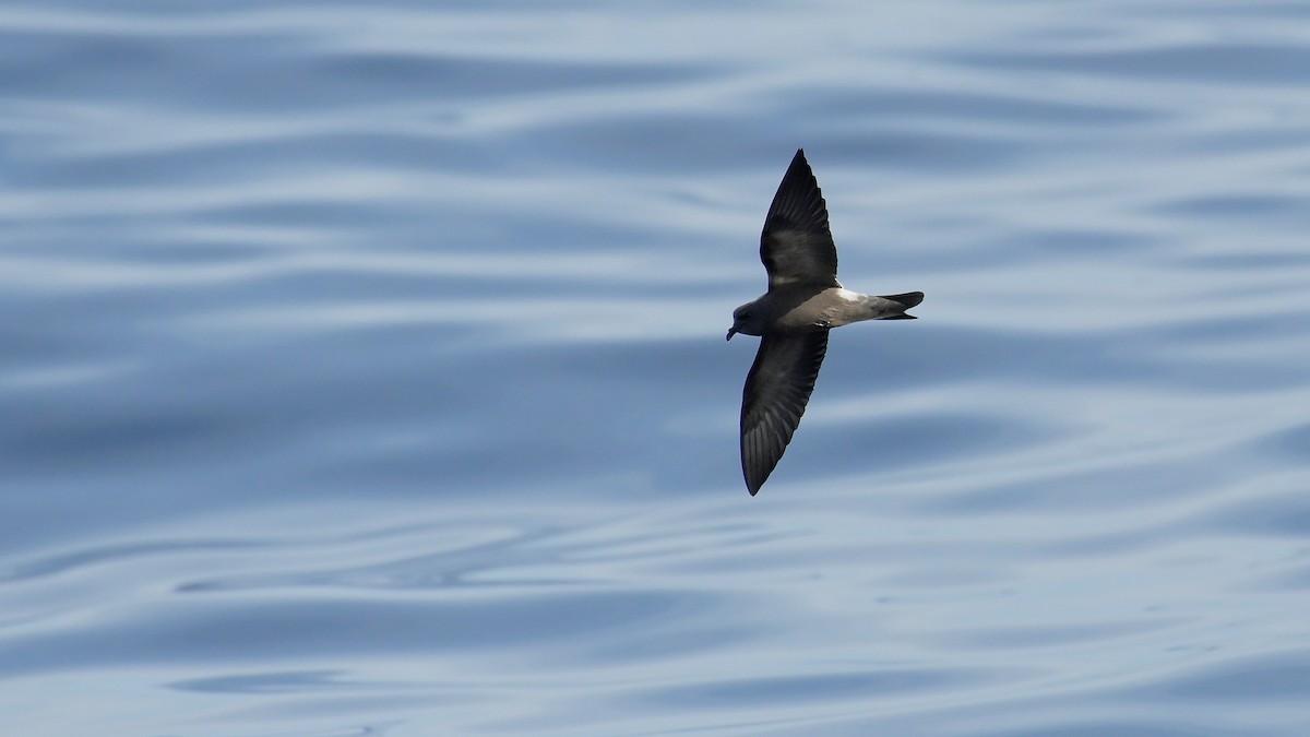 Leach's Storm-Petrel - ML641981390
