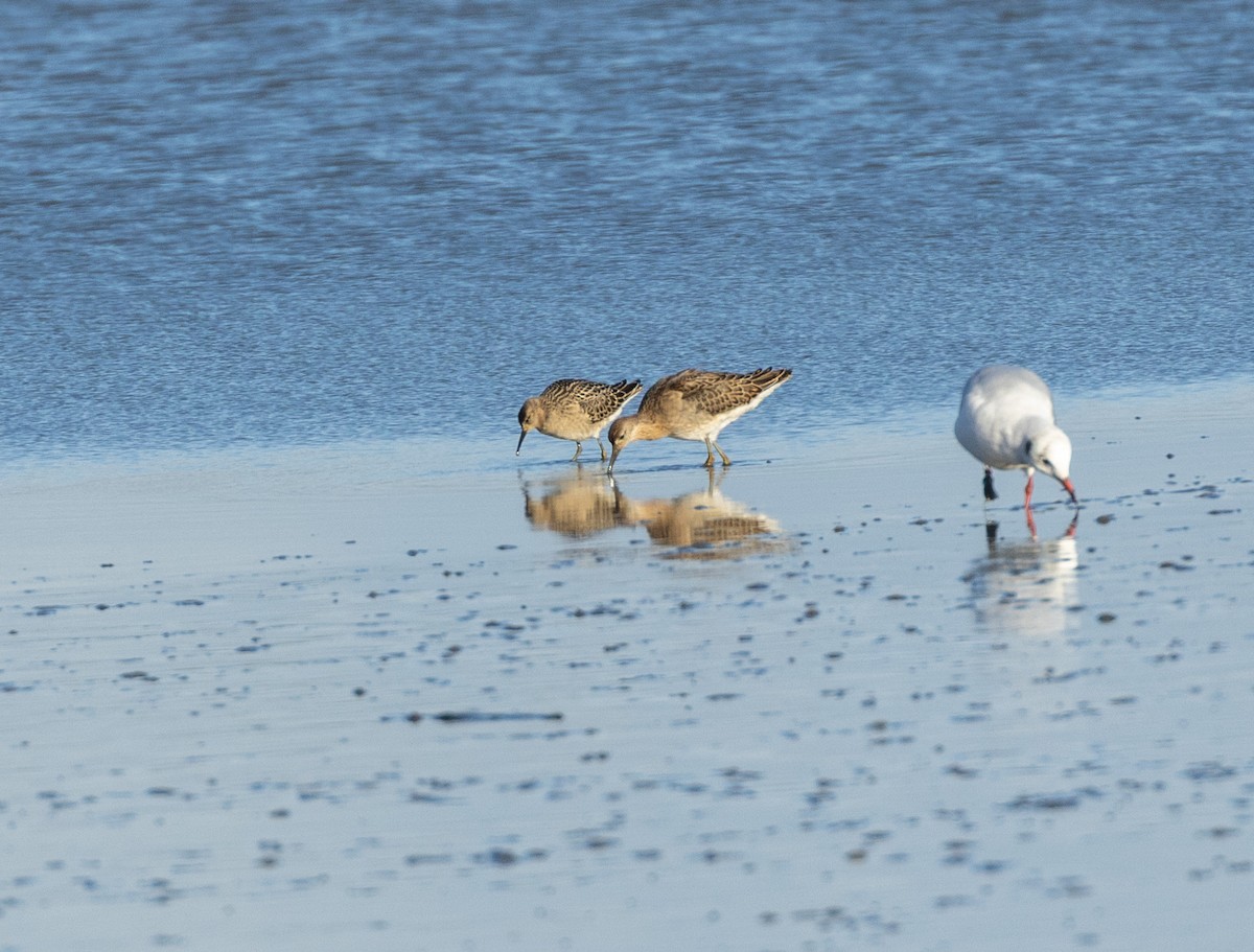 Ruff - ML641981391