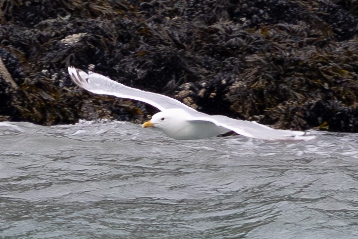 Iceland Gull - ML641981392