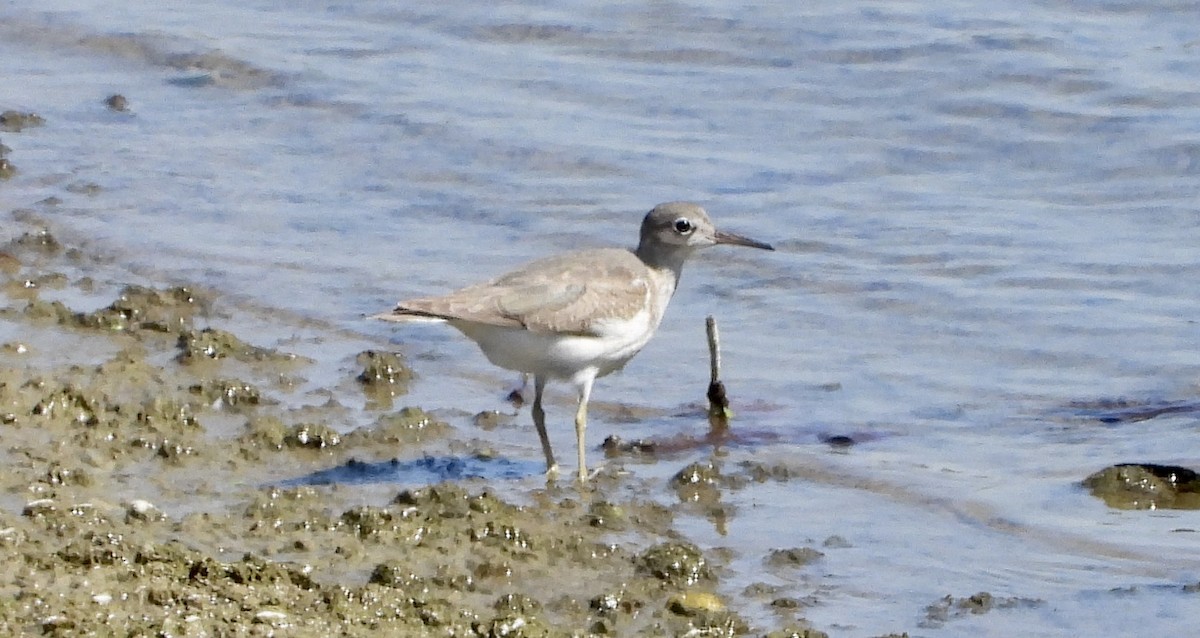 Spotted Sandpiper - ML641981393