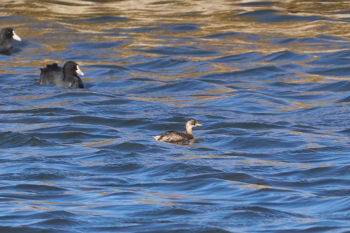 Little Grebe - ML641981394