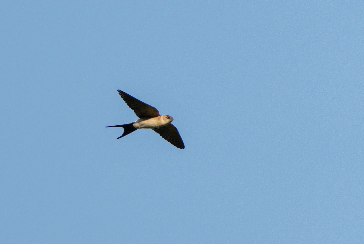 European Red-rumped Swallow - ML641981395
