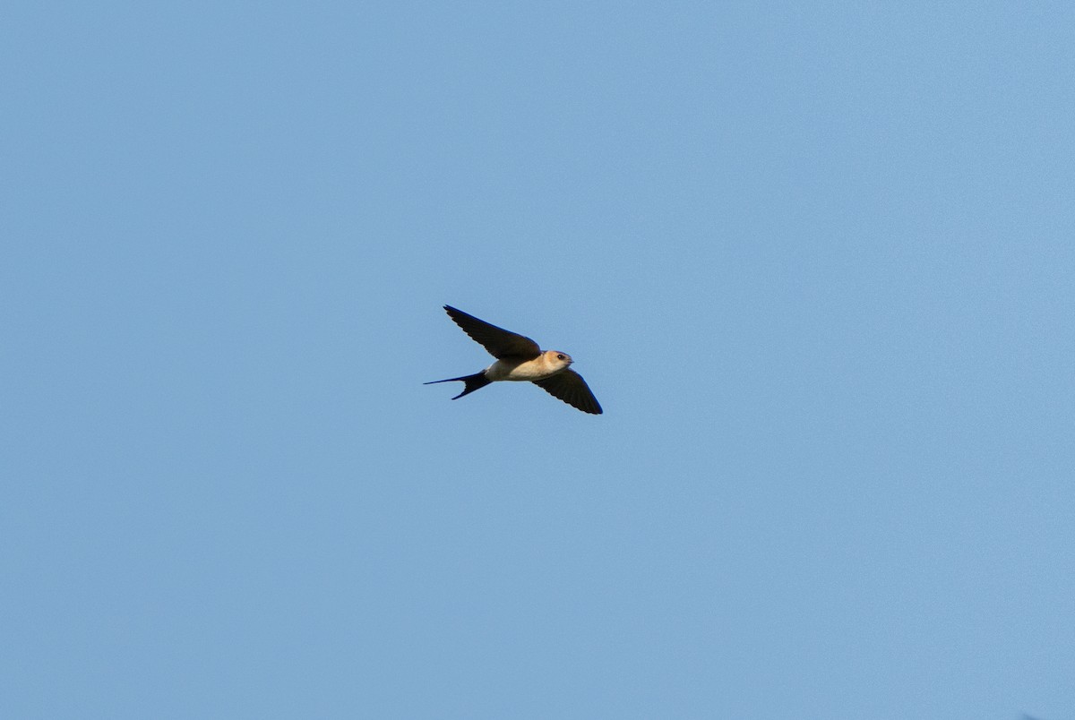 European Red-rumped Swallow - ML641981396
