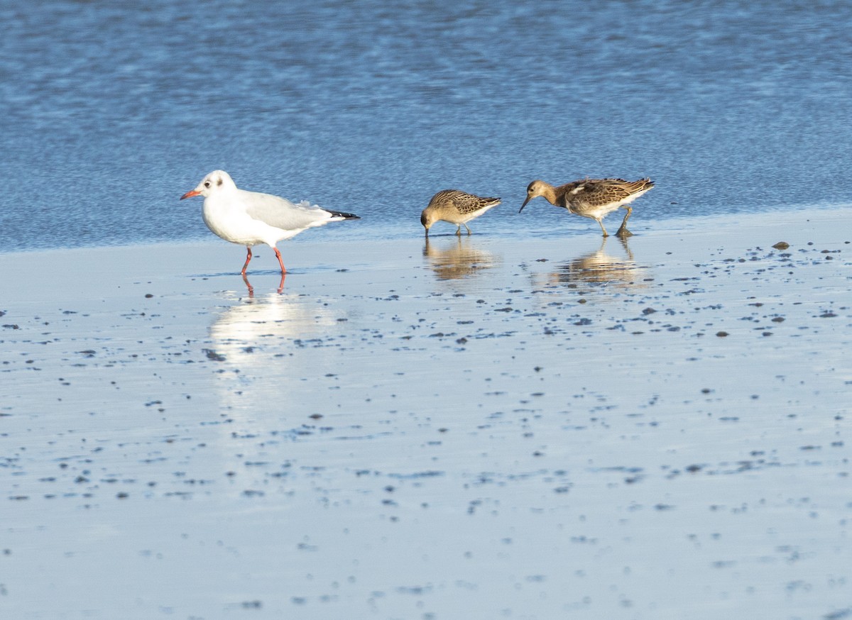 Ruff - ML641981399