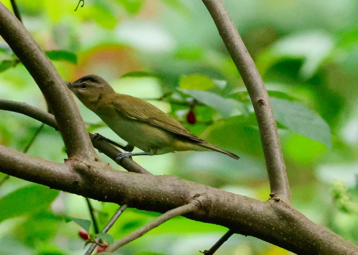 Red-eyed Vireo - ML641981431