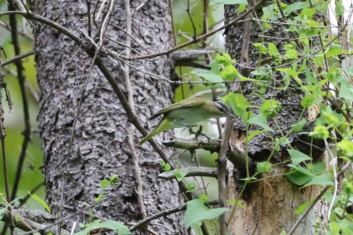Red-eyed Vireo - ML641981432
