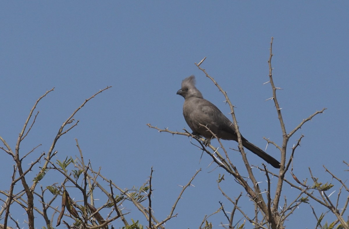 Gray Go-away-bird - ML641981433