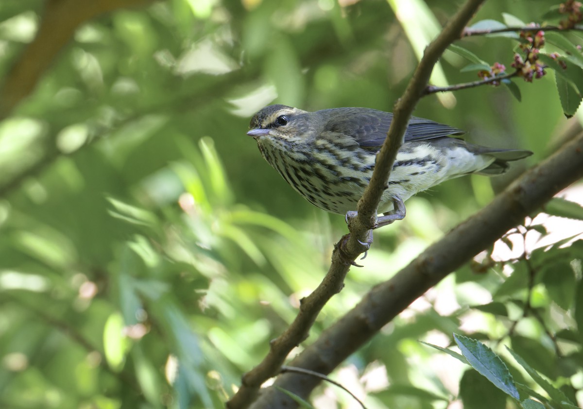 Northern Waterthrush - ML641981447