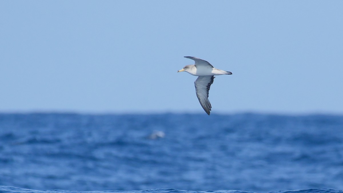 Scopoli's Shearwater - ML641981468