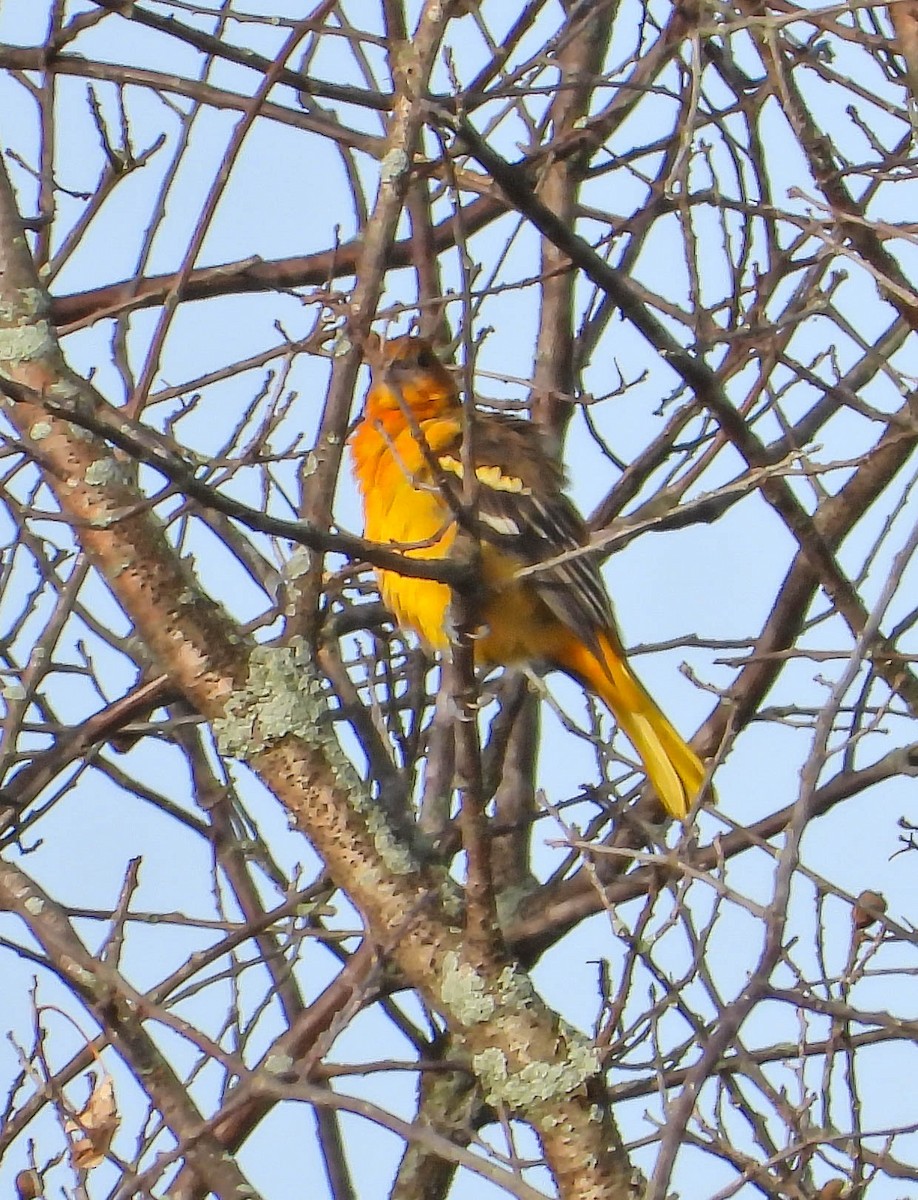 Baltimoretrupial - ML641981471