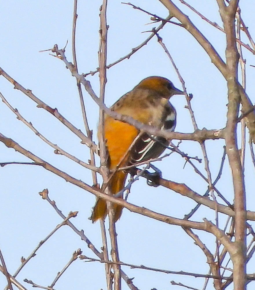 Baltimoretrupial - ML641981472
