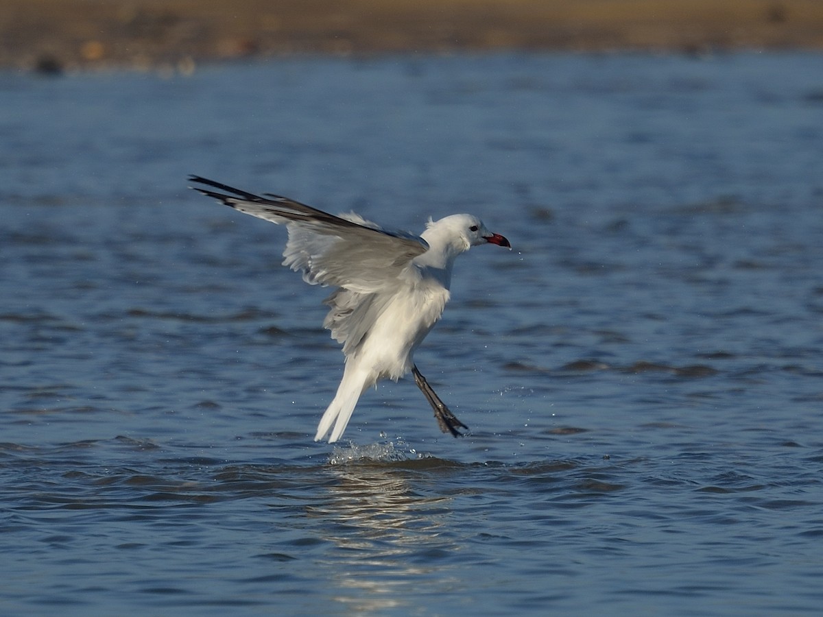 Audouin's Gull - ML641981495