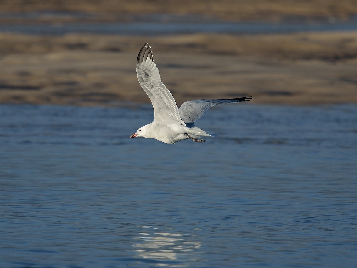 Audouin's Gull - ML641981514
