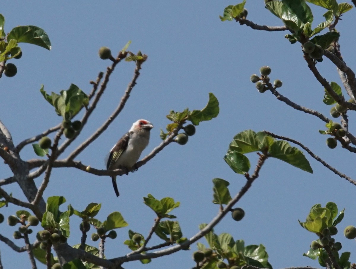 Chaplin's Barbet - ML641981530