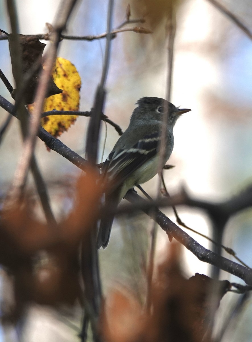 Least Flycatcher - ML641981553