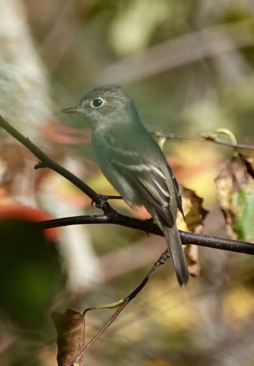 Least Flycatcher - ML641981554