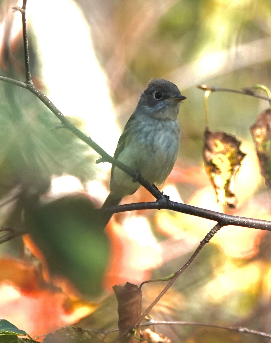 Least Flycatcher - ML641981555