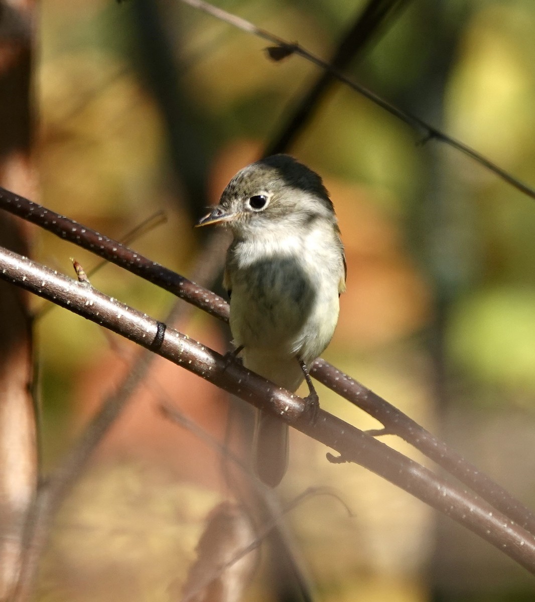 Least Flycatcher - ML641981556