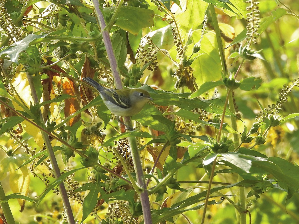 Chestnut-sided Warbler - ML641981559