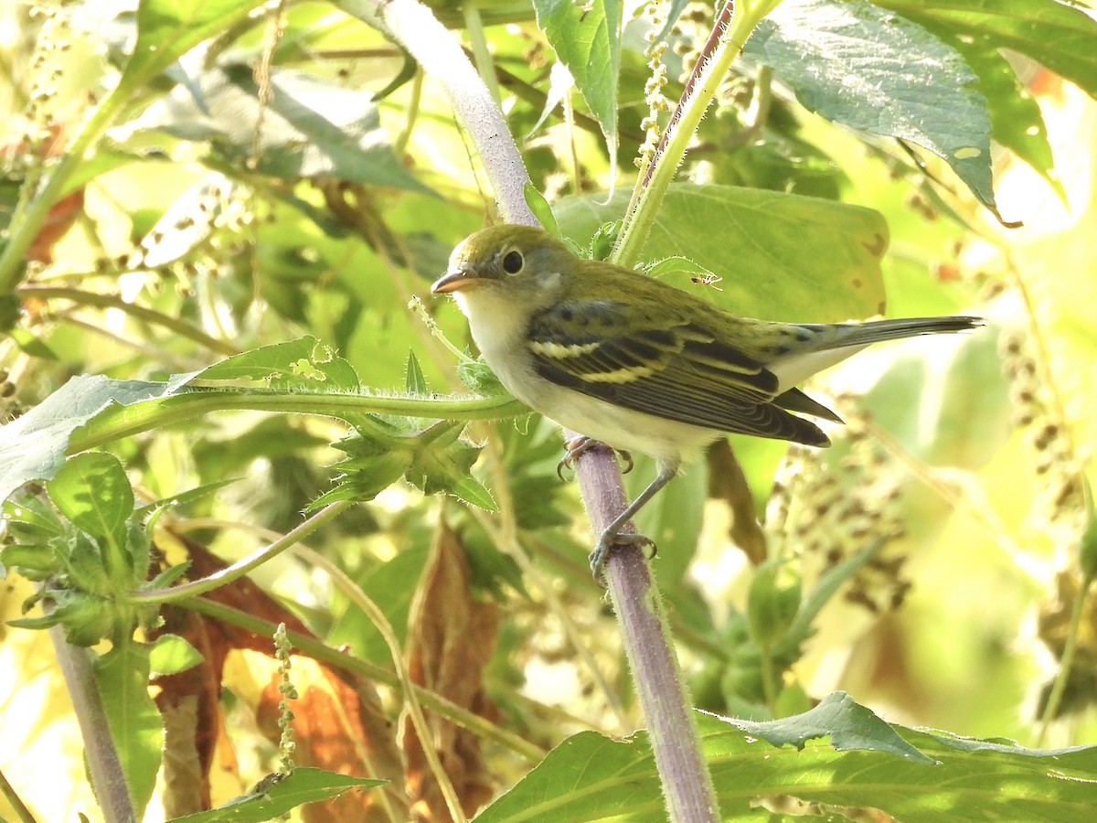 Chestnut-sided Warbler - ML641981560
