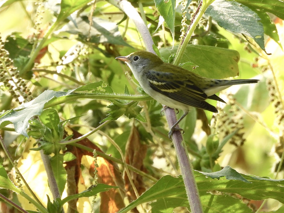 Chestnut-sided Warbler - ML641981561
