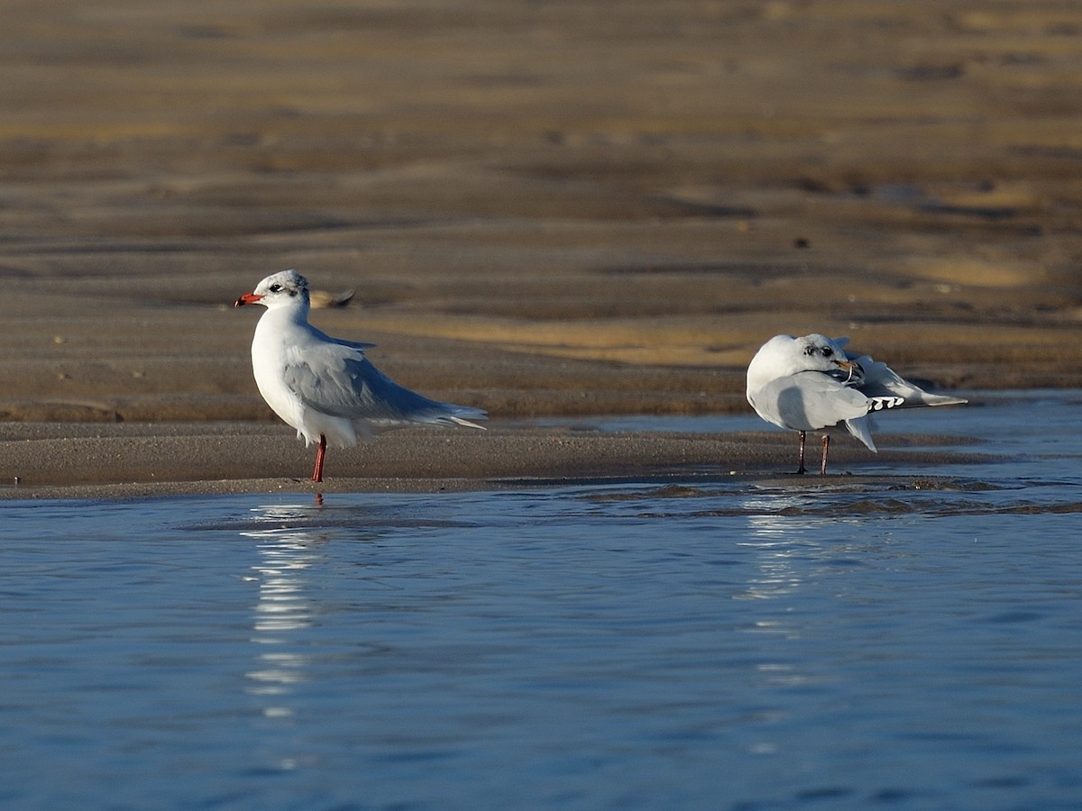 Mediterranean Gull - ML641981571