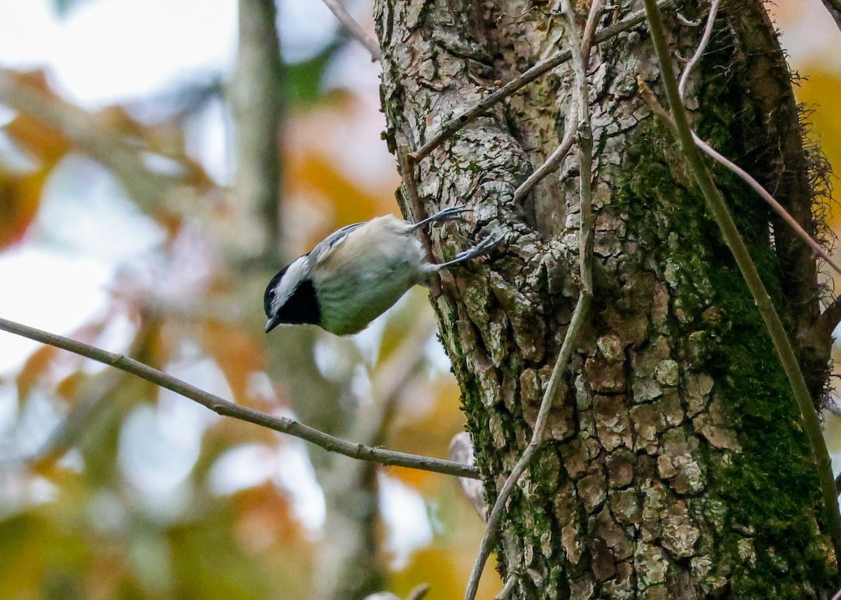 Carolina Chickadee - ML641981572