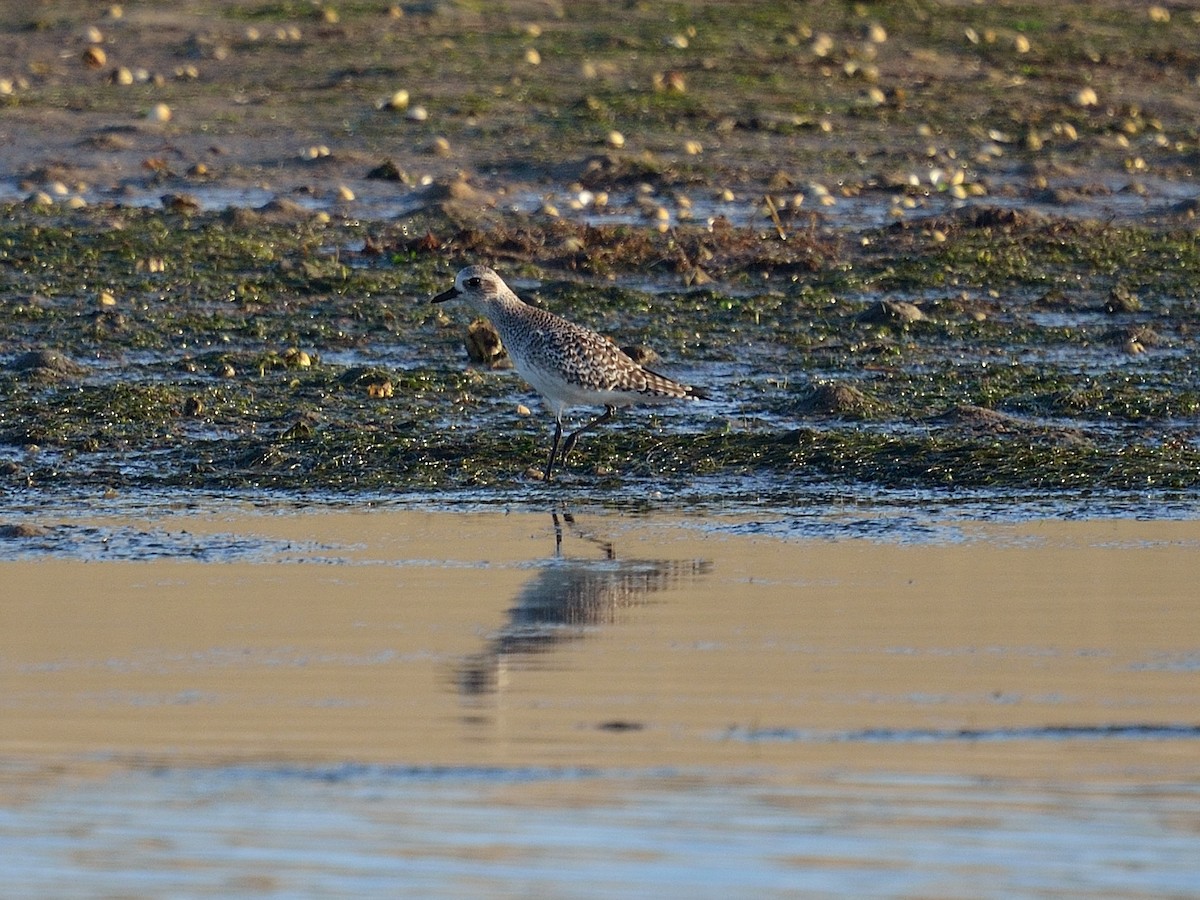 Black-bellied Plover - ML641981591