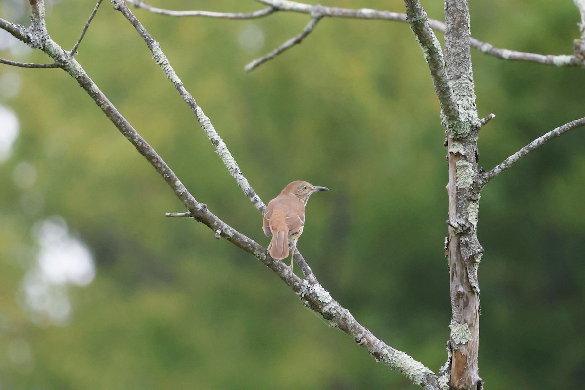 brunspottefugl - ML641981604