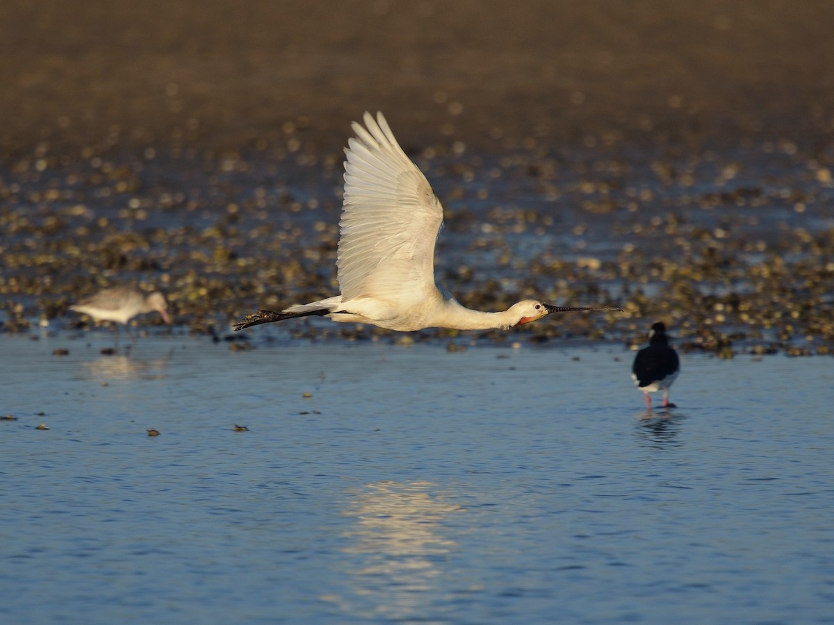 Eurasian Spoonbill - ML641981609