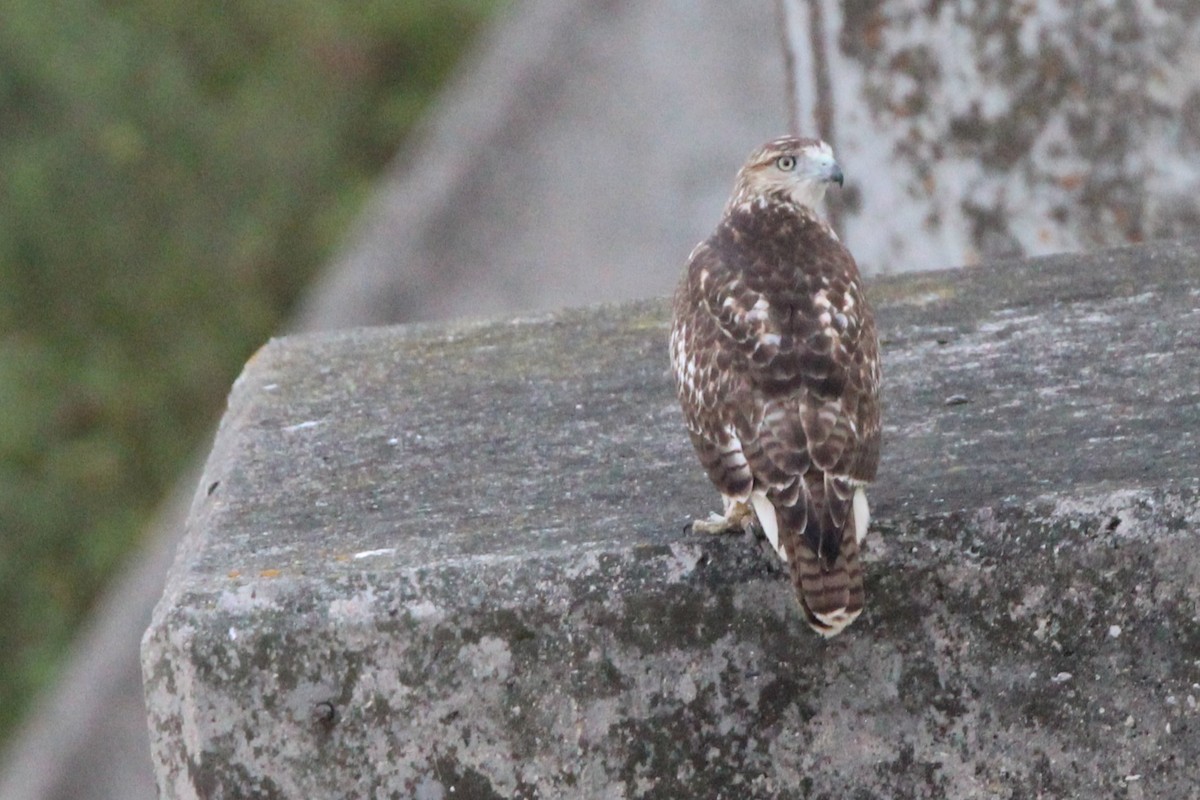 Red-tailed Hawk - ML641981610