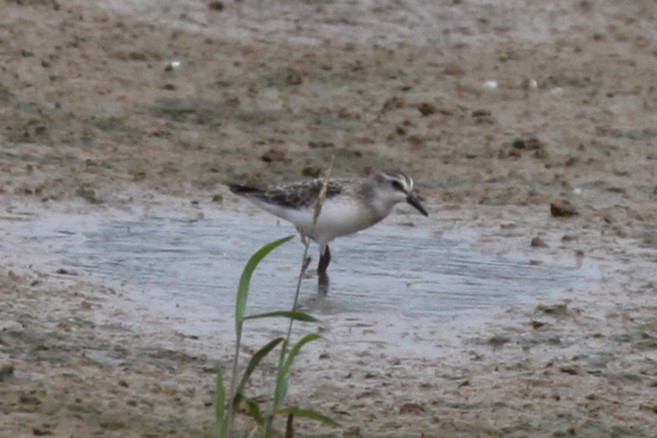 Semipalmated Sandpiper - ML641981622