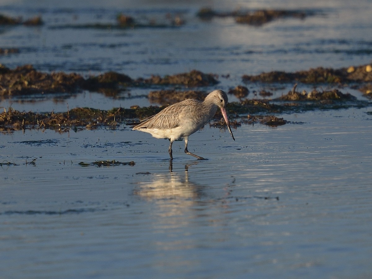 Bar-tailed Godwit - ML641981623