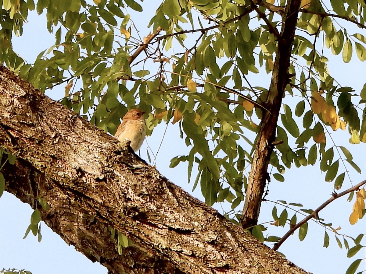 Indigo Bunting - ML641981628
