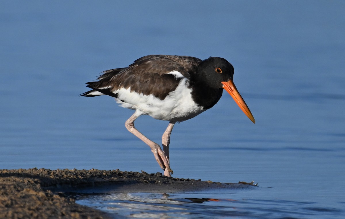 American Oystercatcher - ML641981631