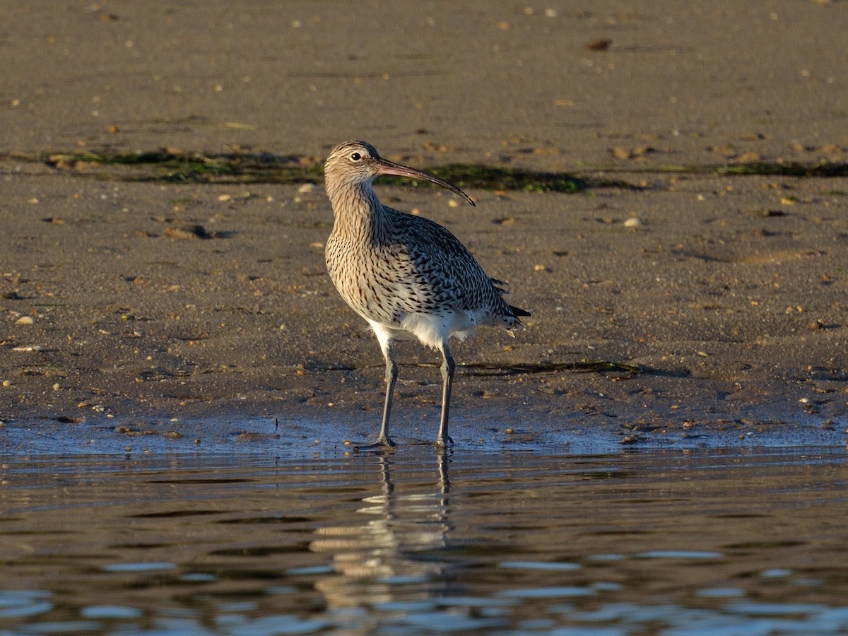 Eurasian Curlew - ML641981645
