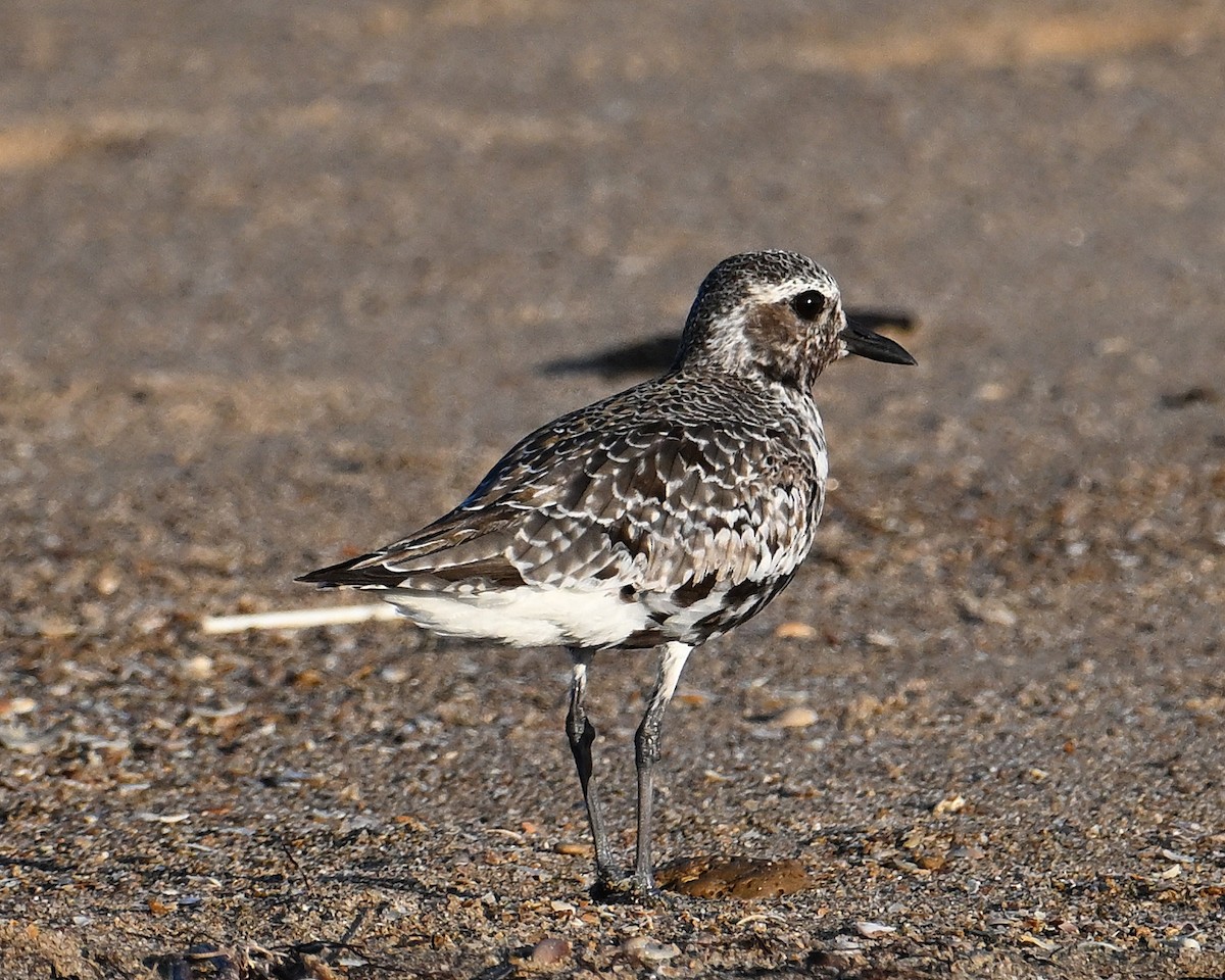kulík bledý - ML641981651
