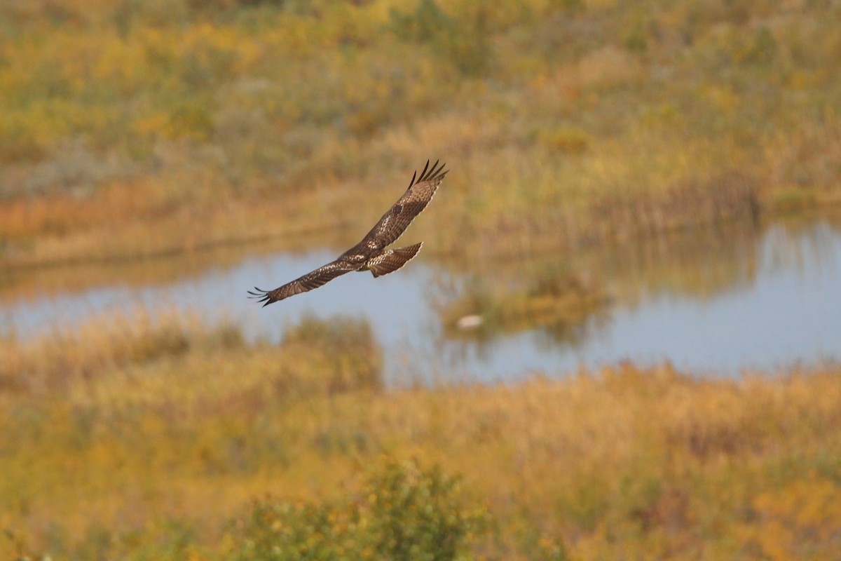 Red-tailed Hawk - ML641981657