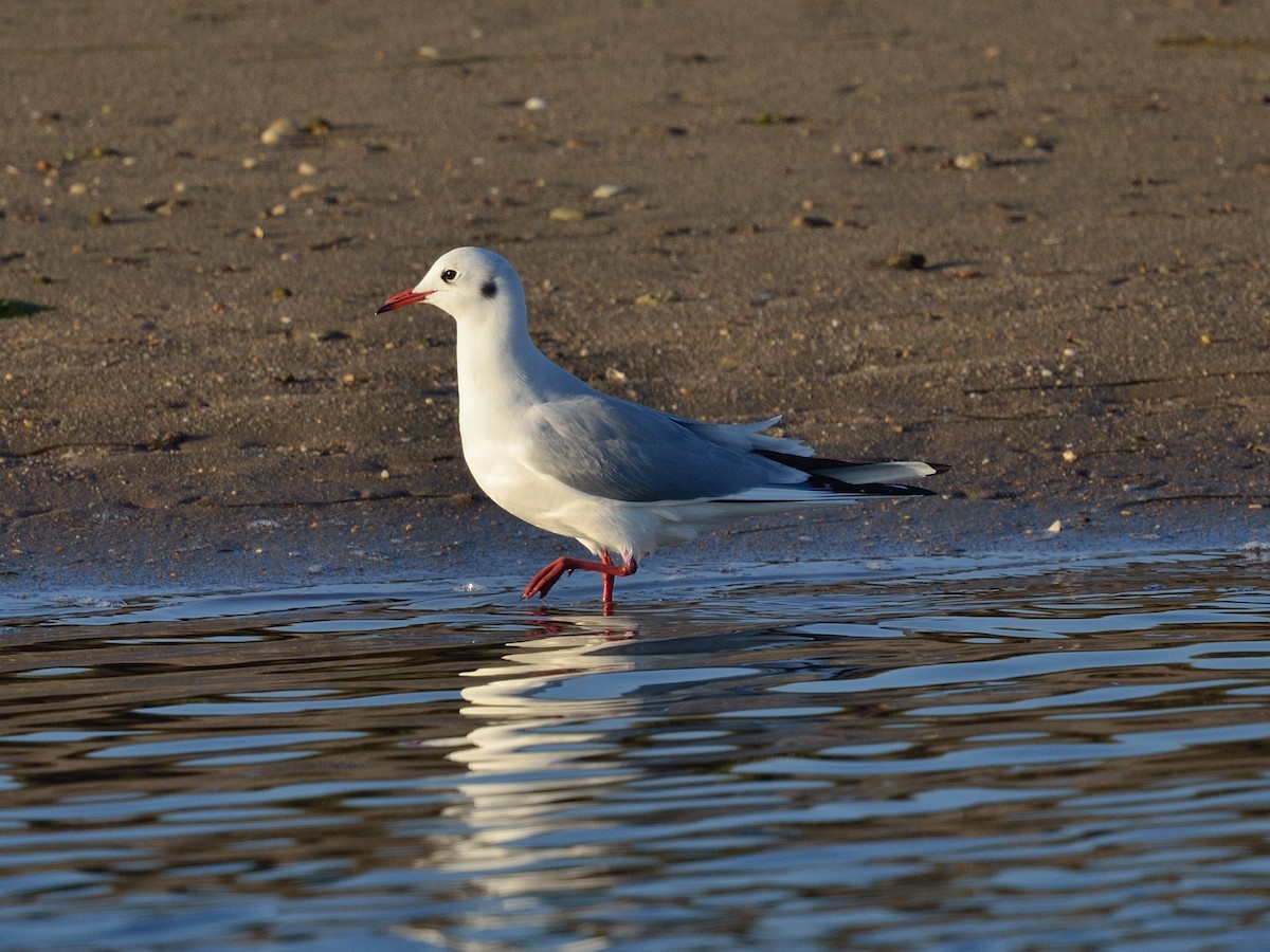 Black-headed Gull - ML641981662