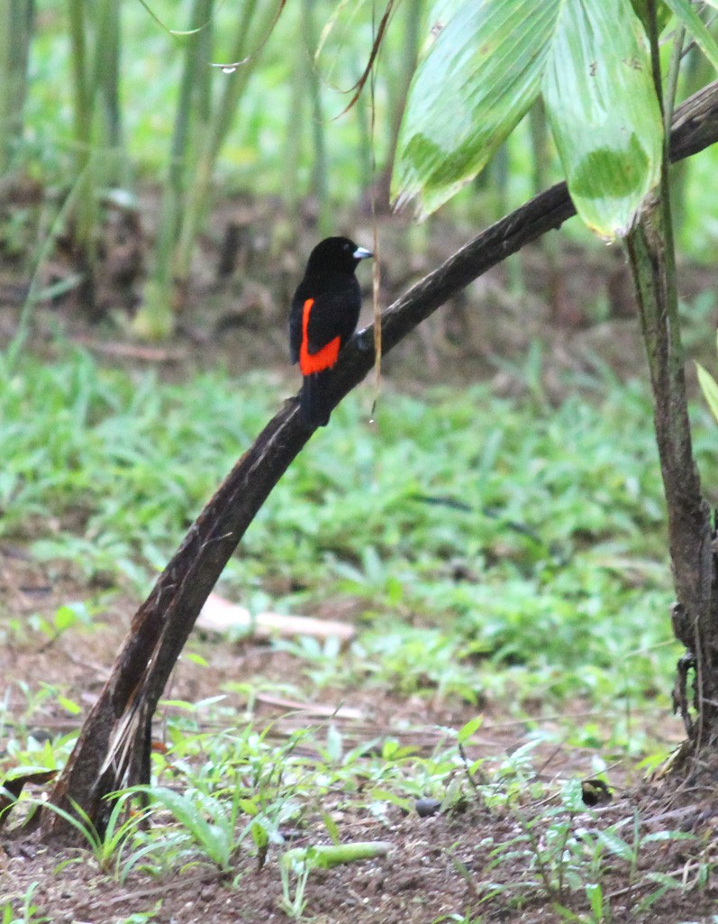 Scarlet-rumped Tanager (Cherrie's) - ML641981669