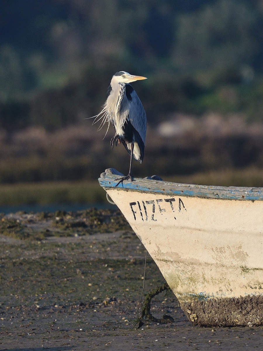 Gray Heron - ML641981670