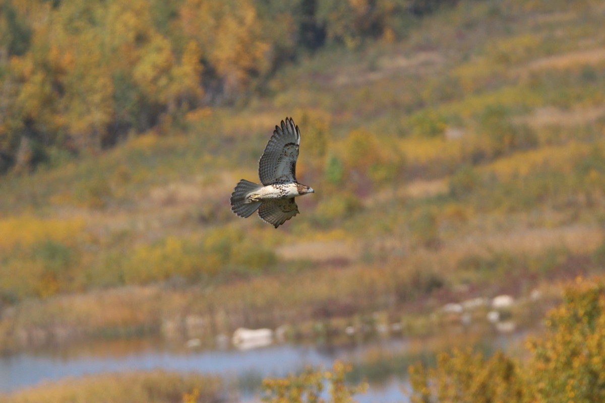 Red-tailed Hawk - ML641981671