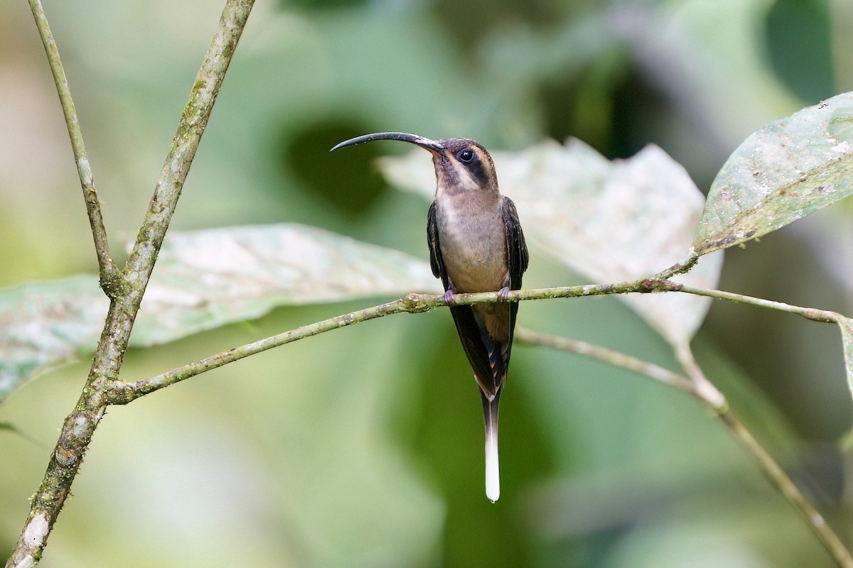 Long-billed Hermit - ML641981688