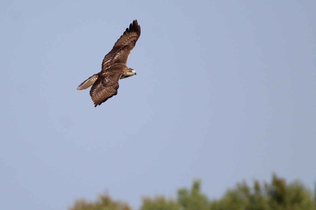 Red-tailed Hawk - ML641981690
